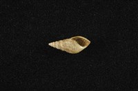 流紋蜷藏品圖，第4張